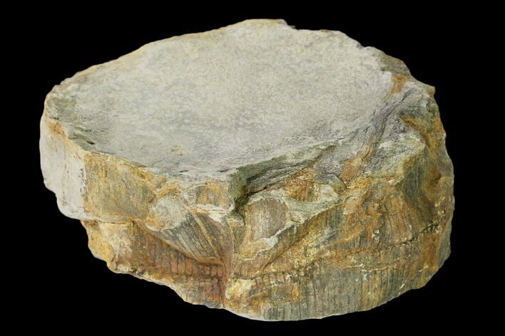 Pennsylvanian Horsetail (Calamites) Trunk Section - Kentucky #158678